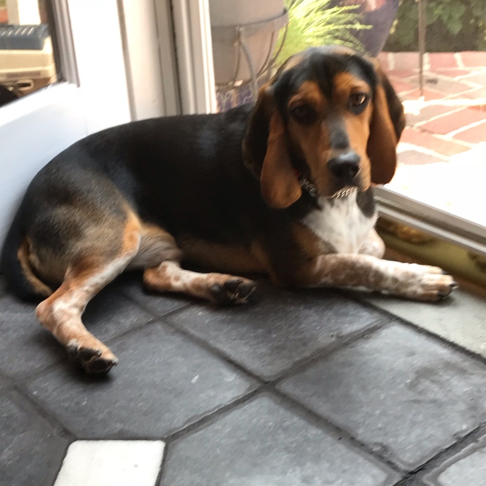 Meet your Posher, Simone